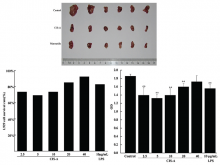  (a) Antitumor activity of CIS‑A in vivo. Note – Control: Negative control group; Catathelasma imperiale