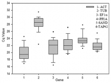  Quantitation cycle (Cq) values of the candidate reference genes