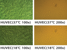  Cell morphology at different temperatures