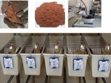 Terminalia arjuna bark extract