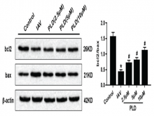  The proteins related with autophagy (microtubule-associated protein light chain 3II/microtubule-associated protein light chain 3I and Beclin1)