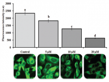  (A) Untreated human colorectal adenocarcinoma cell line cells  shows high fluorescence 