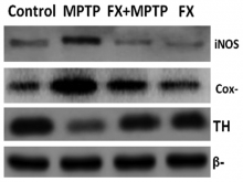 Effect of 1-methyl-4-phenyl-1,2,3,6-tetrahydropyridine and  Fucoxanthin on inducible nitric oxide synthase