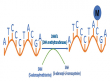 Methylation process catalyzed by the DNA methyltransferases  enzyme family