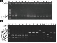  (a) Amplification of internal transcribed spacer DNA from  various Cinnamomum plants by polymerase chain reaction