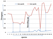  Barcoding gap due to inter- and intra-specific divergence