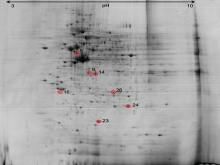 Reference proteome map of HEK-Blue™4  cells treated with  Clinacanthus nutans leaf polar extract