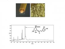 Effect of chlorogenic acid and Viscum album callus ethanolic extract on C6 glioma cell viability