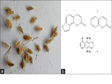 Ammimajus L. fruits (a) and chemical structure of furanocoumarin  (i), coumarin (ii), and khellin (iii)