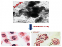 Genotoxic Assay of Silver and Zinc Oxide Nanoparticles Synthesized by Leaf Extract of Garcinia livingstonei T. Anderson: A Comparative Study