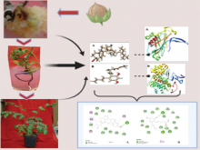 Callus Induction and Shoot Regeneration from the Immature Flower Bud of Caesalpinia bonducella and its Antileptospiral Potential by in vitro and in silico Analysis
