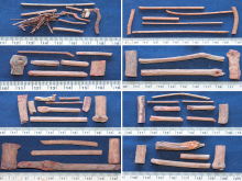 Macroscopy of the samples of Manjishta. (a and b). Genuine sample; (a) Rubia cordifolia root; (b) Rubia cordifolia stolon; (c‑h). Market samples; (c) Ernakulam; (d) Kottakkal; (e) Kannur; (f ) Kozhikode; (g) Thrissur; (h) Thiruvananthapuram