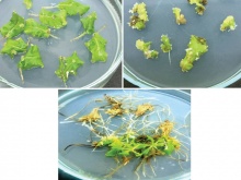 Hairy roots initiation and its growth (a) Initiation of hairy root in leaf explants of Ocimum sanctum (b) Emergence of hairy roots from transformed leaves (in 5–6 days) in 1/4 Murashige and Skoog basal media (c) Prolonged growth of hairy root after 30 days of infection. Reproduction size: (at column width)