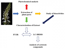 Bioprospecting of Lobelia nicotianifolia Roth. Plant Parts for Antioxidant and Cytotoxic Activity and its Phytoconstituents