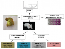 Anti‑inflammatory and Analgesic Potential of Amorphophallus commutatus var. wayanadensis and its Inhibitory Effect on Inflammatory Mediators in Lipopolysaccharide‑Stimulated Macrophages