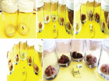 Callus proliferated from the tender leaves of Commiphora wightii cultured on MS basal with 3 mg/L 2,4‑dichlorophenoxyacetic acid + 0.3 mg/L kinetin within 30 days