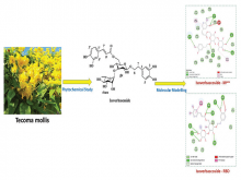 Phenolics from the Heartwood of Tecoma mollis as Potential Inhibitors of COVID‑19 Virus Main Protease and Spike Proteins: An In silico Study