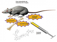 Therapeutic Effect of Huzhangoside D in Rats with Knee Osteoarthritis Induced by Anterior Cruciate Ligament Transection