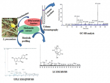 Identification and Characterization of Compounds from Methanolic Extracts of Launaea procumbens by Gas Chromatography‑MS, Liquid Chromatography‑Electrospray Ionization‑MS/MS, and Ultra‑Performance Liquid Chromatography‑Electrospray Ionization‑Quad Time of Flight/ MS