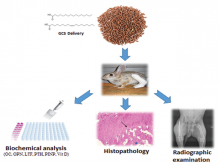 Garden Cress (Lepidium sativum L.) Seeds Enhancing Osteogenesis Postinduced‑Bone Fracture