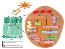 Protective Effect of Viburnum grandiflorum against Ultraviolet‑B Radiation‑induced Cellular and Molecular Changes in Human Epidermal Keratinocytes