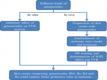 The Inhibitory Effects of Different Kinds of Ginsenosides on Skin Pigmentation in Melasma Mice Model