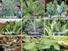 Figures of Kalanchoe species