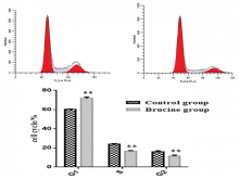 Schematic representation of cell cycle distribution in cells treated with brucine for 48 h.