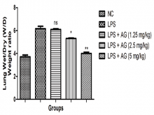 Showed the effect of astragaloside IV on the lung weight ratio of LPS induced lung inflammation in standard deviation rats