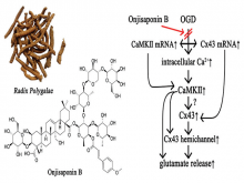Onjisaponin B Attenuates Glutamate Release via Inhibition of Calmodulin‑Dependent Protein Kinase II and Connexin 43 Pathways in Rat Astrocytes Subjected to Oxygen and Glucose Deprivation