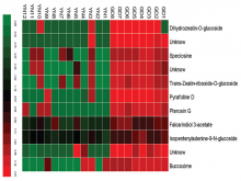 Heat map presentation of the differential metabolites found between the samples from Guangdong and Yunnan. YN1 to YN 12 obtained from Yunnan province, GD1 to GD8 obtained from Guangdong province