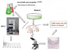 Atractylodis macrocephalae Rhizoma Decoction and its Chemically Profiled Subfractions Alleviate the Side effects of Rhubarb in TCM Pair Medicine