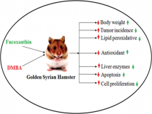 Antioral Cancer Effect of Fucoxanthin on 7,12‑Dimethylbenz[a] Anthracene‑Induced Experimental Cancer Model Hamster through Changes of Apoptosis and Cell Proliferation
