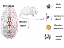 Chrysoeriol Promotes Functional Neurological Recovery in a Rat Model of Cerebral Ischemia