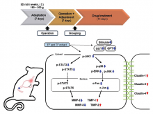 Comparison of Esophageal Mucosa Protective Efficacy of Evodiae Fructus and Toosendan Fructus against Duodenogastroesophageal Reflux Esophagitis