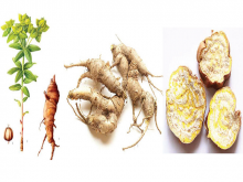 Euphorbia fischeriana Steud. and its dried root