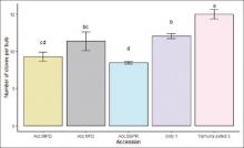 Morphological, biochemical, molecular marker, gas chromatography-tandem mass spectrometer analysis of garlic (Allium sativum L.) landraces in the rain shadow high hills of Kerala, India