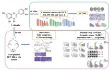 Luteolin suppressed growth of colon tumor via inflammation, oxidative stress, and NLRP3/IL-1β signal axis